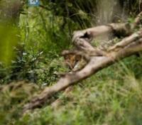Spot the Caracal